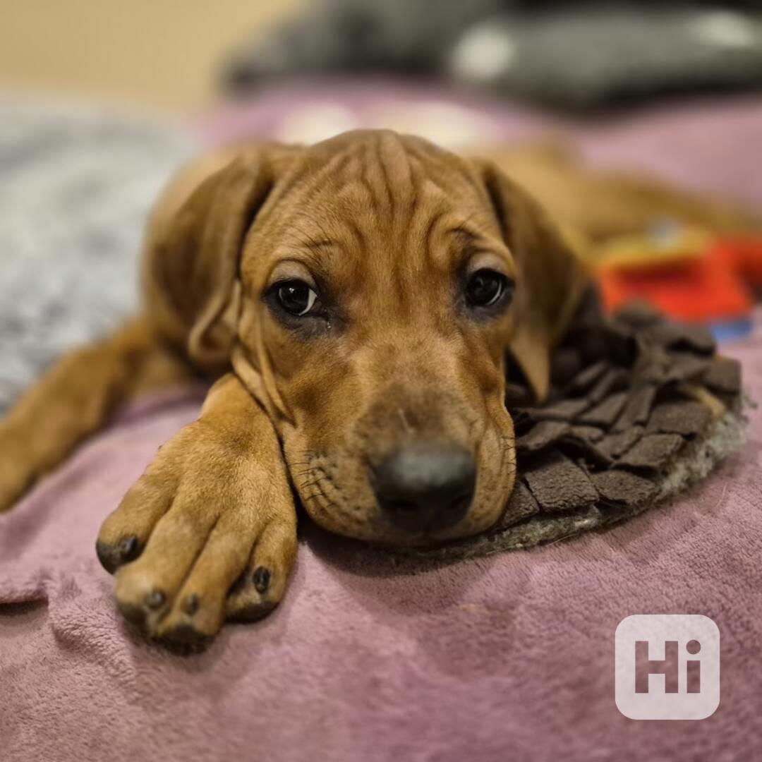 Rhodeský Ridgeback - vymazlená štěňátka s PP - foto 1