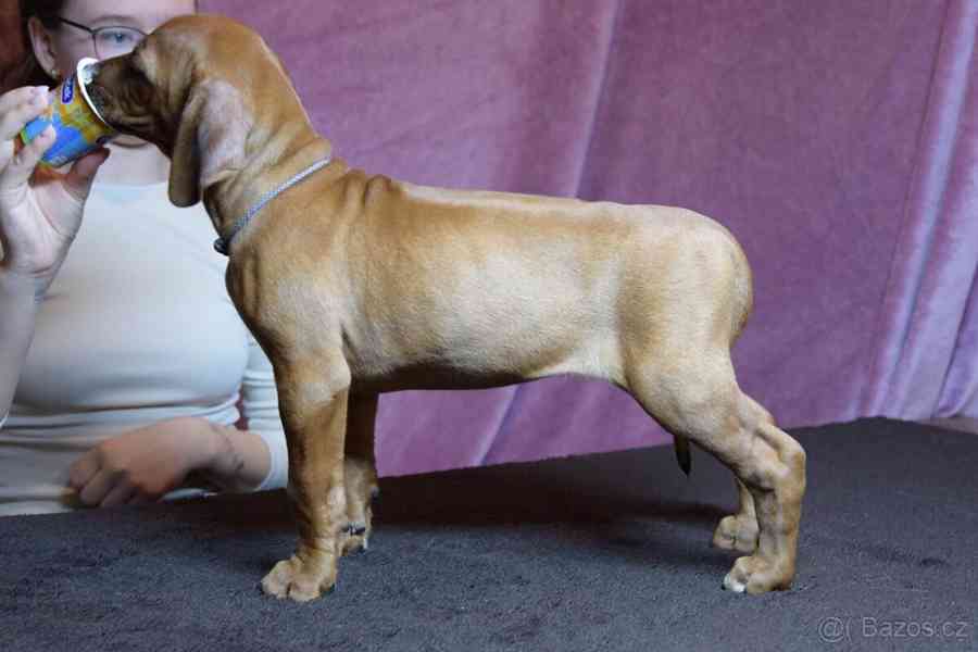 Rhodeský Ridgeback - vymazlená štěňátka s PP - foto 16