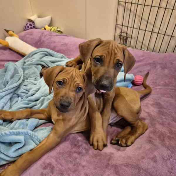Rhodeský Ridgeback - vymazlená štěňátka s PP - foto 7