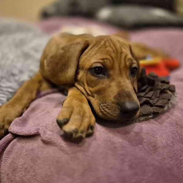 Rhodeský Ridgeback - vymazlená štěňátka s PP - foto 3