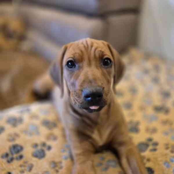 Rhodeský Ridgeback - vymazlená štěňátka s PP - foto 11