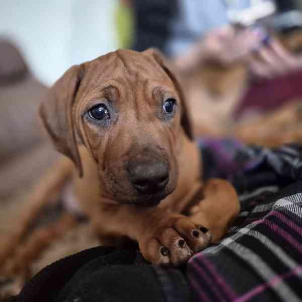 Rhodeský Ridgeback - vymazlená štěňátka s PP - foto 6