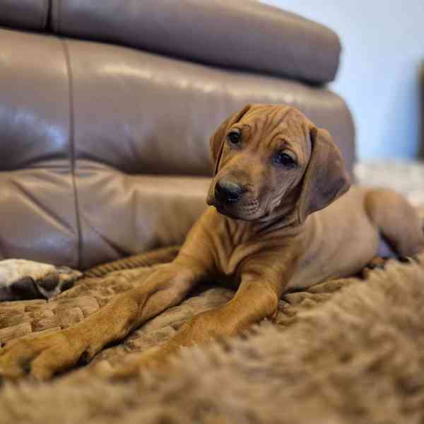 Rhodeský Ridgeback - vymazlená štěňátka s PP - foto 9