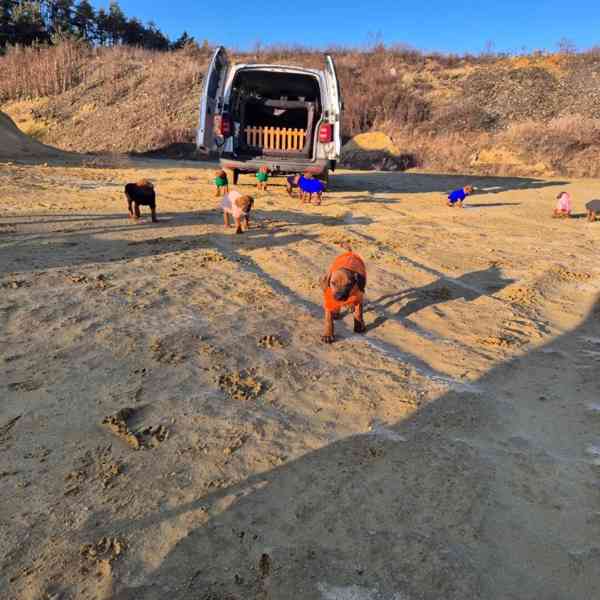 Rhodeský Ridgeback - vymazlená štěňátka s PP - foto 14