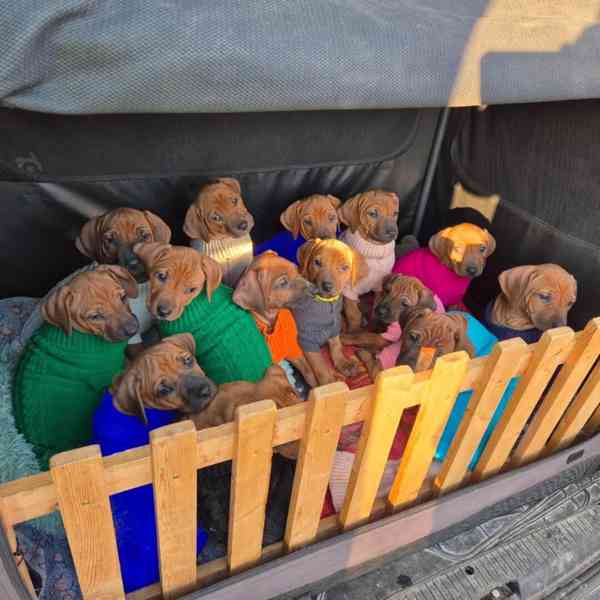 Rhodeský Ridgeback - vymazlená štěňátka s PP - foto 13