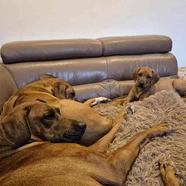 Rhodeský Ridgeback - vymazlená štěňátka s PP - foto 12