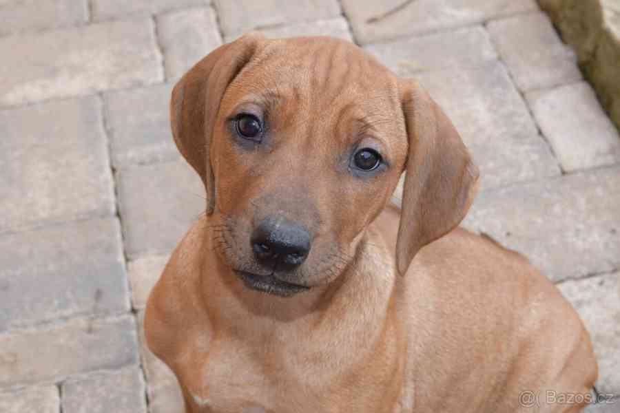 Rhodeský Ridgeback - vymazlená štěňátka s PP - foto 15