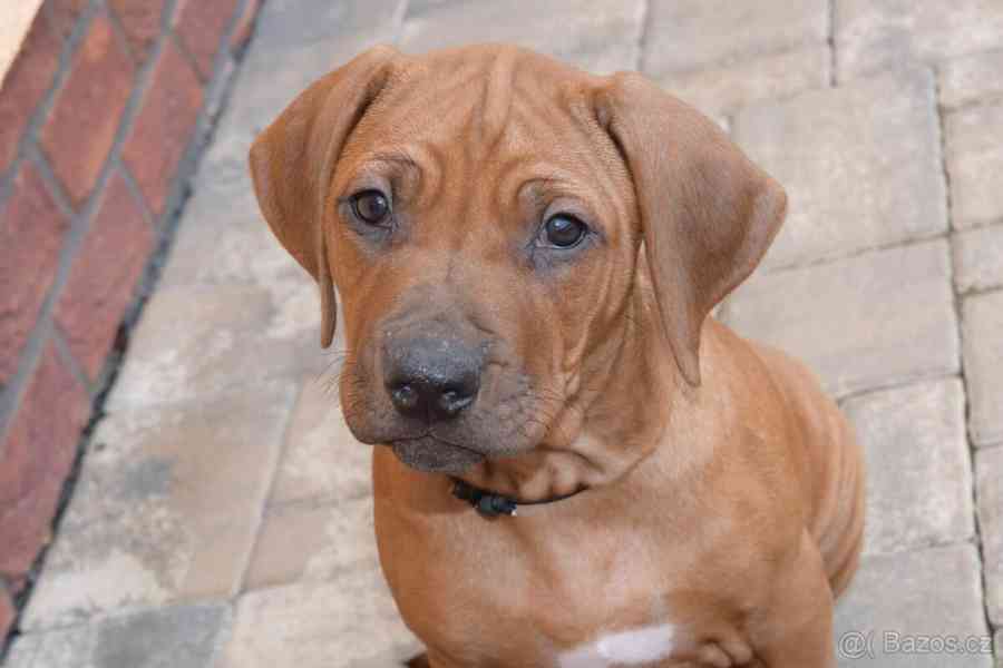 Rhodeský Ridgeback - vymazlená štěňátka s PP - foto 17