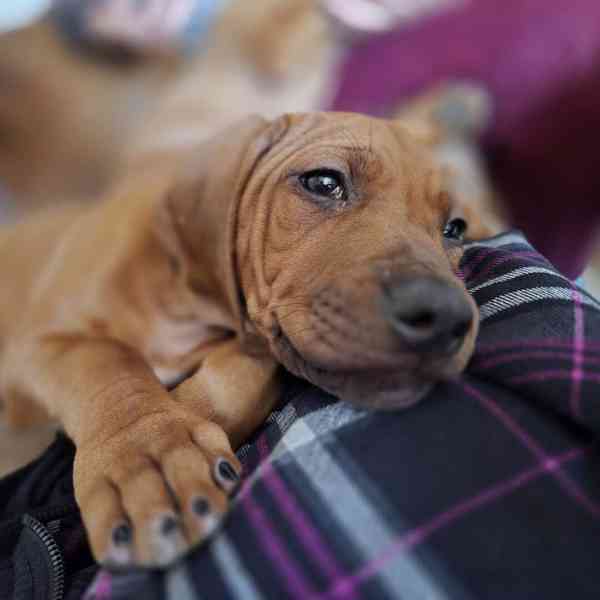 Rhodeský Ridgeback - vymazlená štěňátka s PP - foto 5