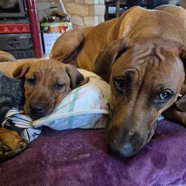 Rhodeský Ridgeback - vymazlená štěňátka s PP - foto 4