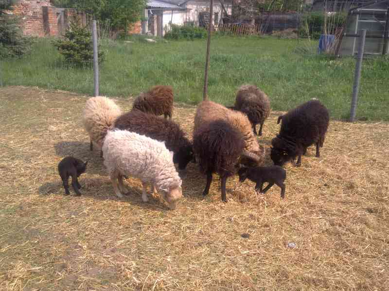 Zakrslá Ouessantská ovce poslední beránek možno s ovečkou - foto 1