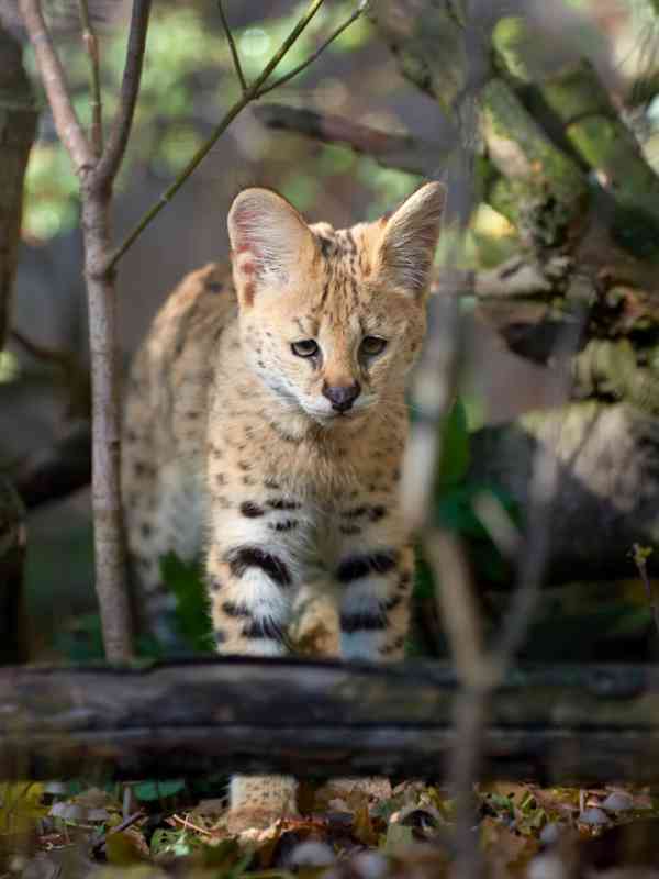 Kotě serval stepní - Kvalitní, zdravé a s dokumenty - foto 4