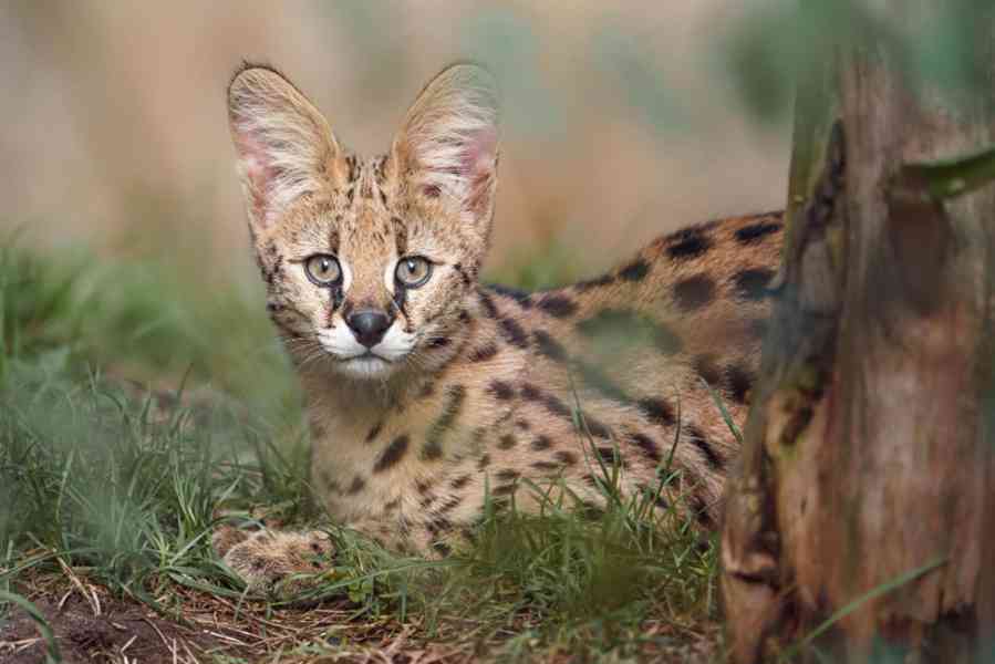 Kotě serval stepní - Kvalitní, zdravé a s dokumenty - foto 3