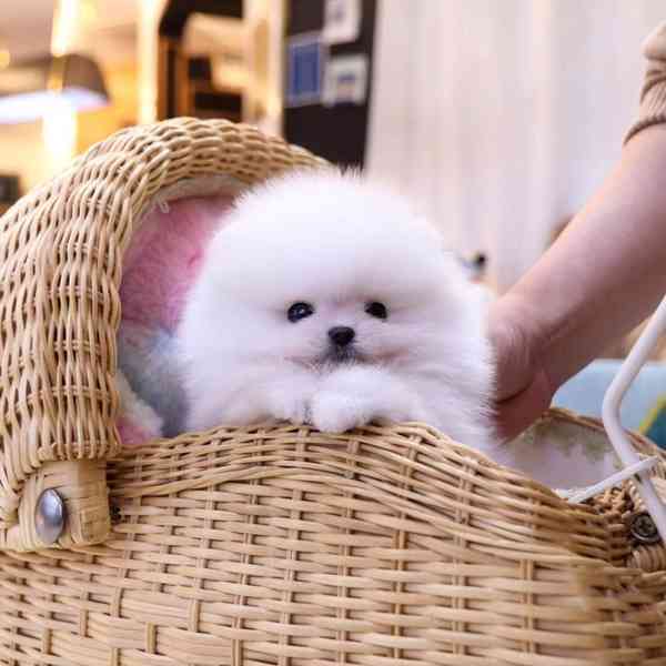 Neocenitelné štěně Pomeranian K Adopci