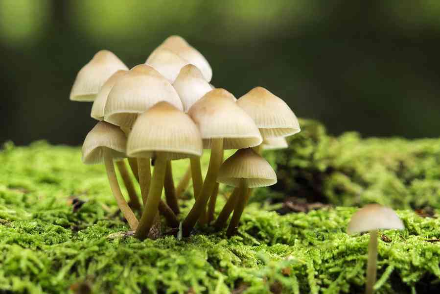 BUY MUSHROOMS ONLINE - foto 1