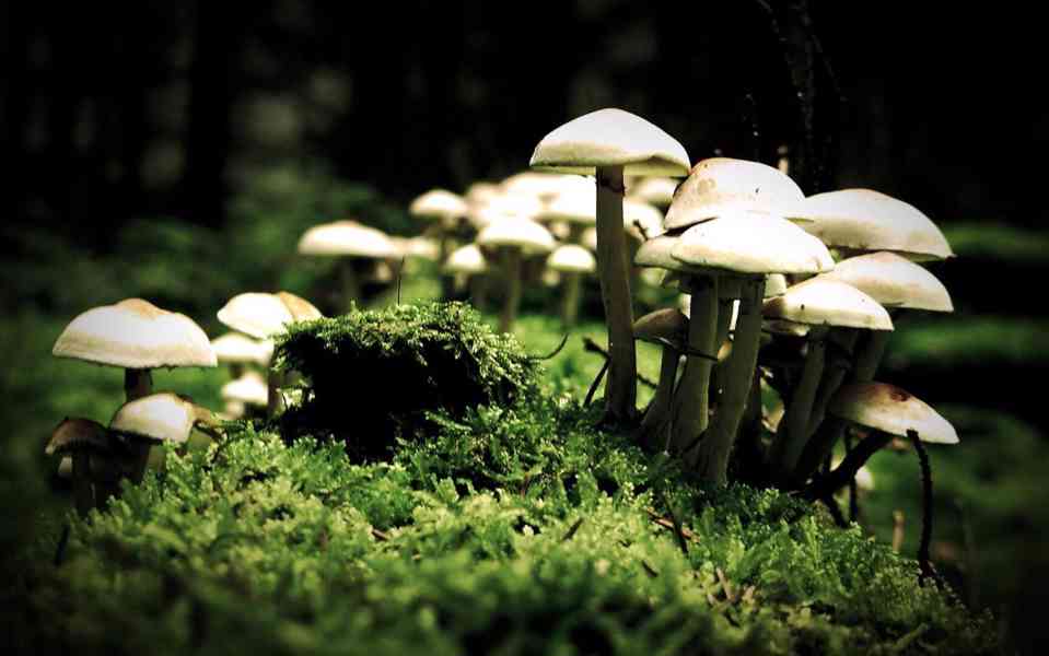 BUY MUSHROOMS ONLINE - foto 2