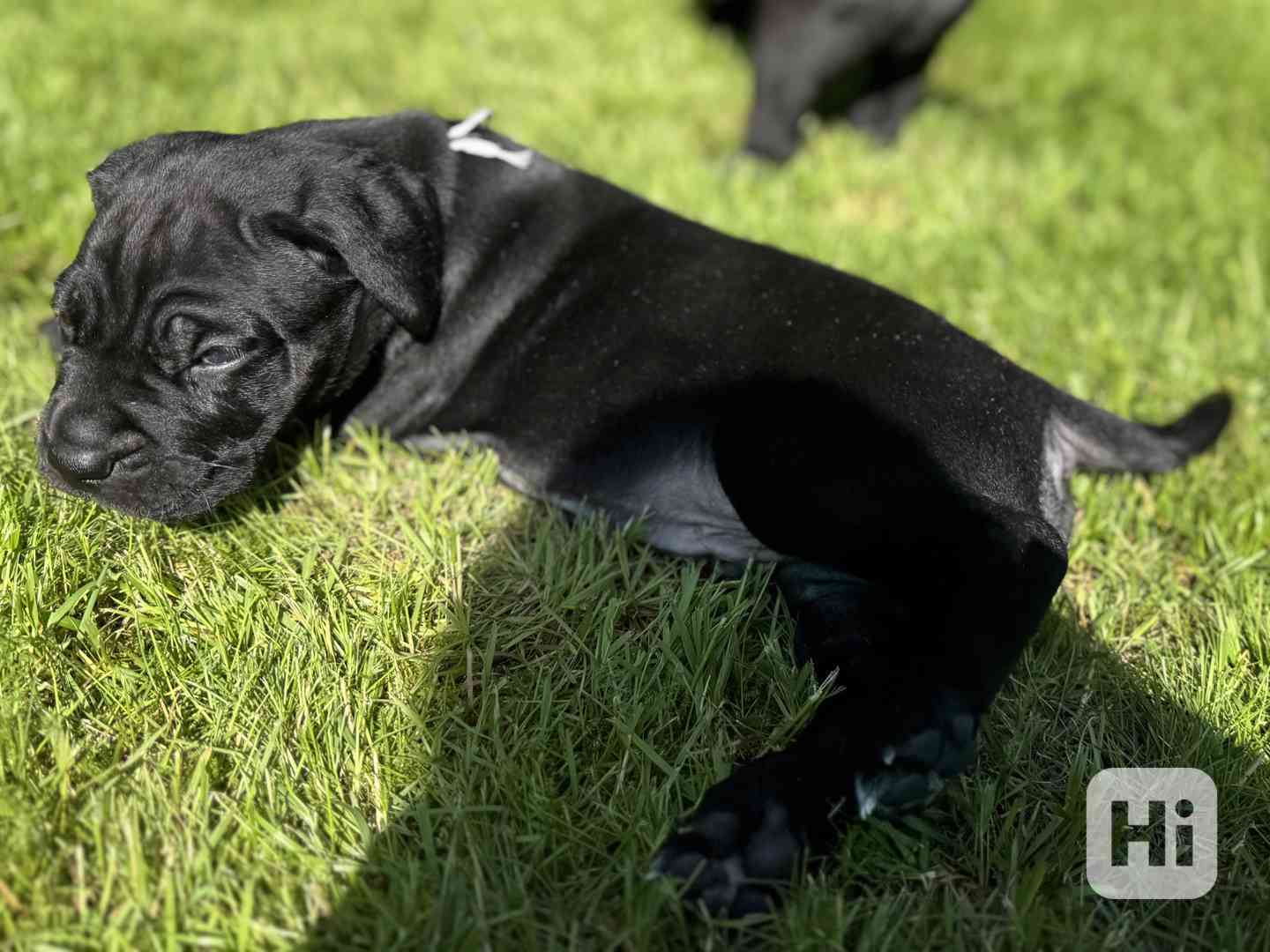 CaneCorso s PP - foto 1