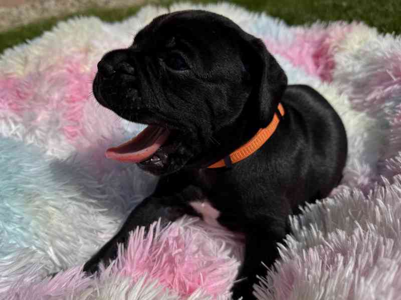 CaneCorso s PP - foto 4
