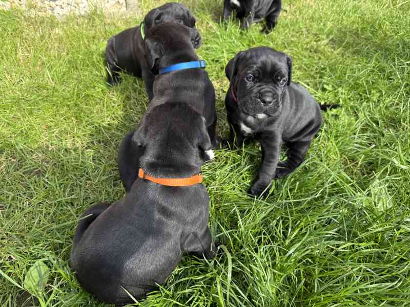 CaneCorso s PP - foto 7