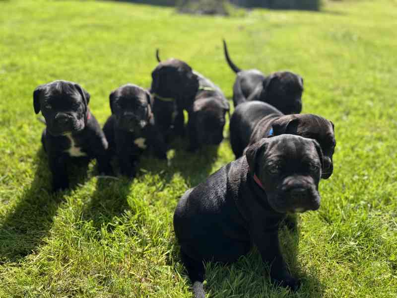 CaneCorso s PP - foto 2