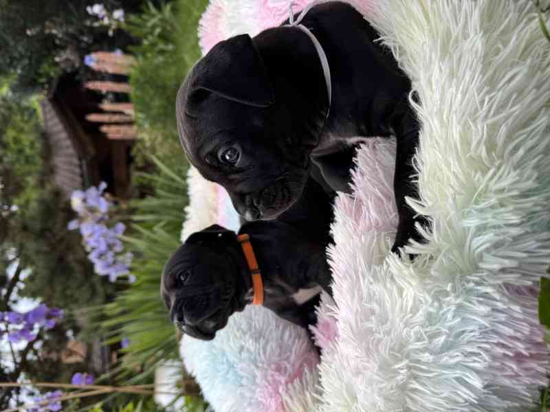 CaneCorso s PP - foto 8