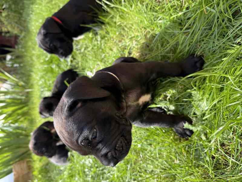 CaneCorso s PP - foto 6