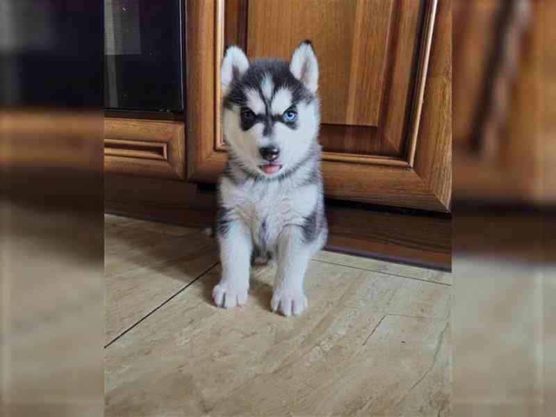 Sibiřský husky - foto 2