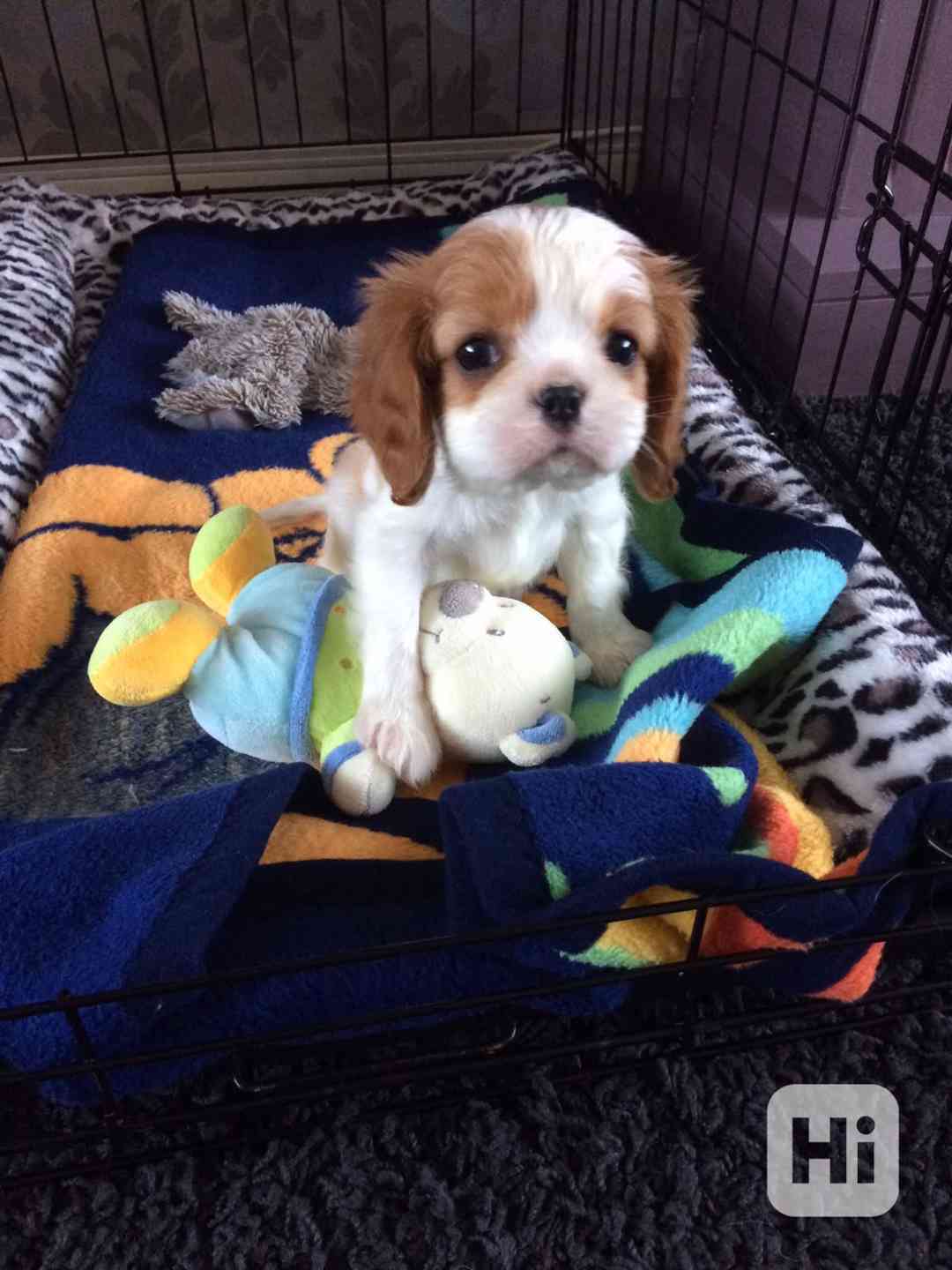 kavalír king charles španěl štěňata - foto 1