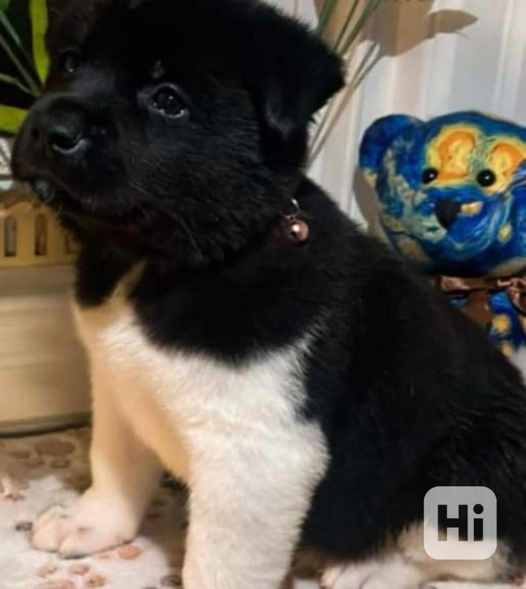 Štěňata Akita - foto 1