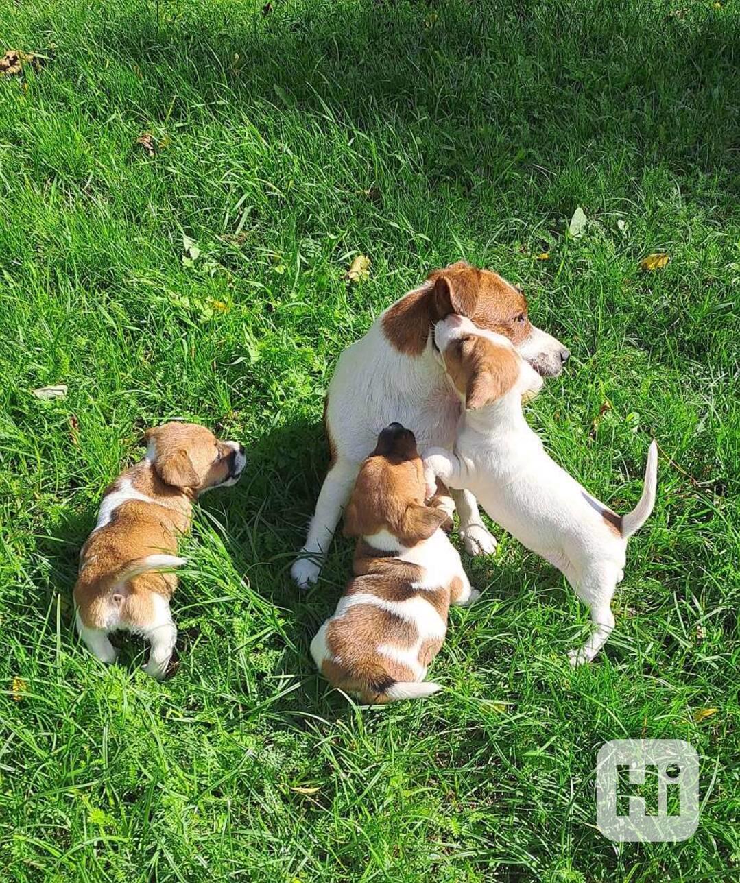 štěňátka Jack Russel teriér - foto 1