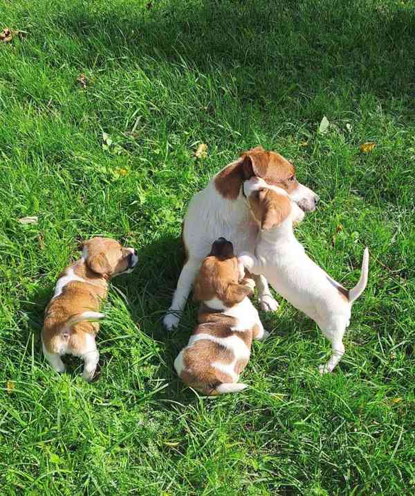 štěňátka Jack Russel teriér