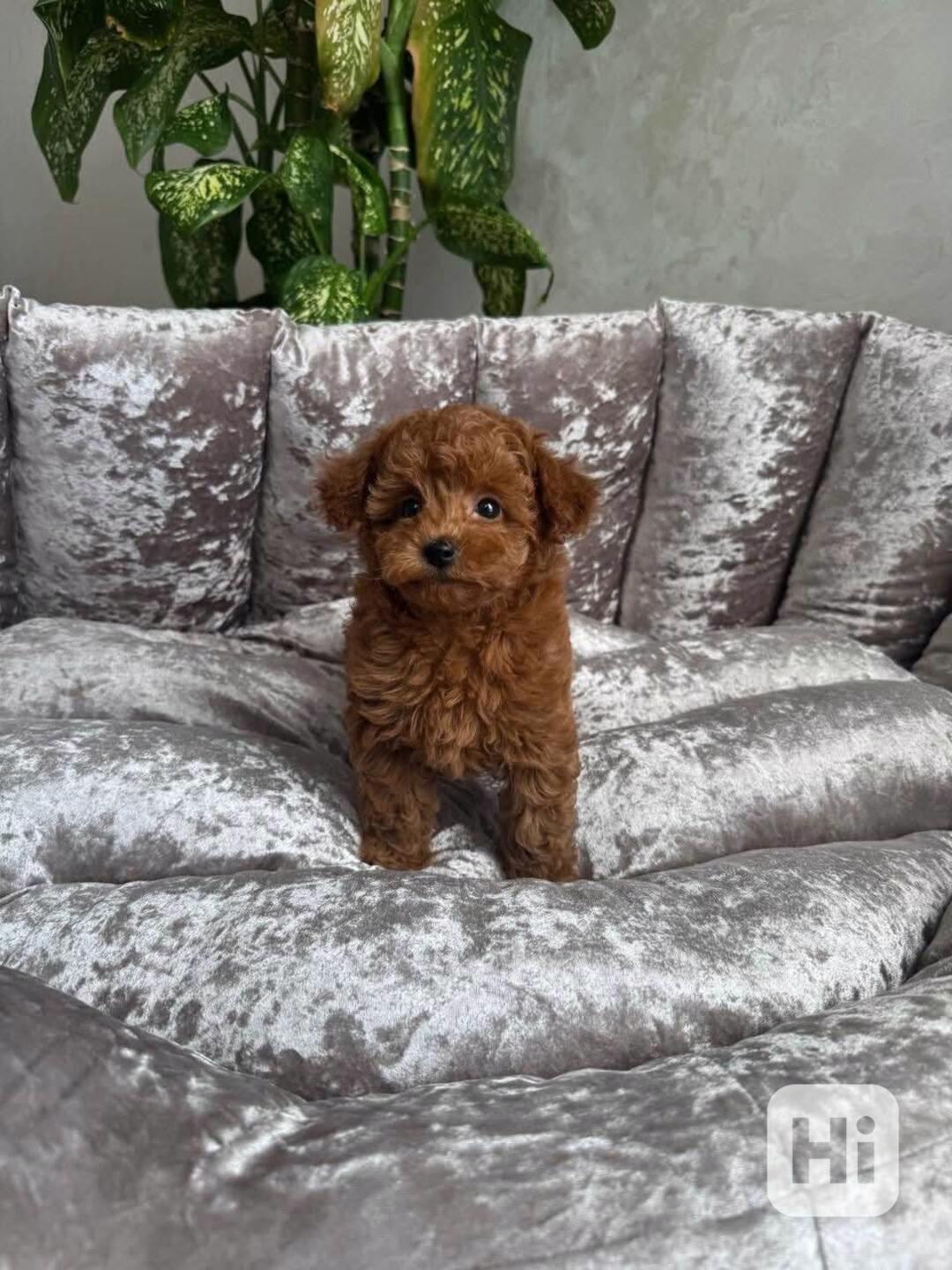  štěňátka pudla - foto 1