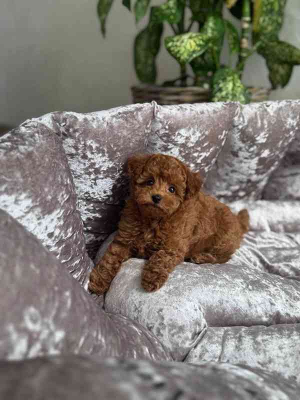  štěňátka pudla - foto 2