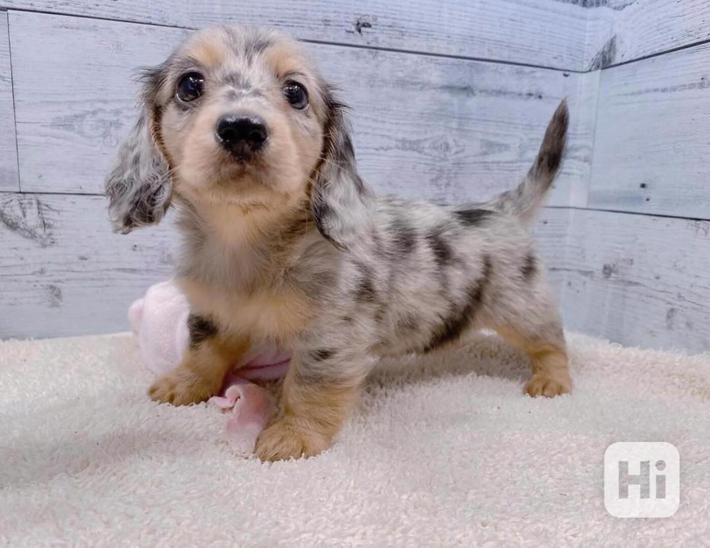 Štěňata jezevčíka jsou připravena - foto 1