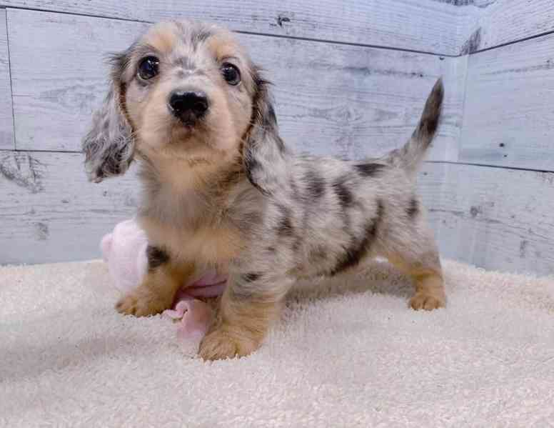 Štěňata jezevčíka jsou připravena - foto 1