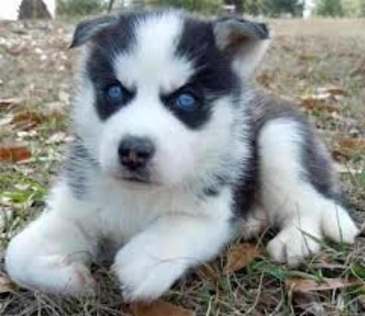 Roztomila A Roztomila Stenata Sibirskeho Husky K Adopci Bazar Hyperinzerce Cz