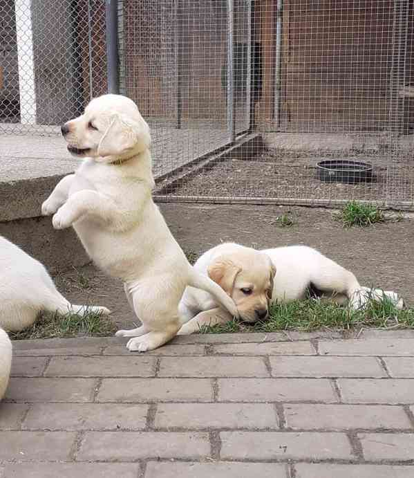 Štěňátka labradora s PP - foto 2