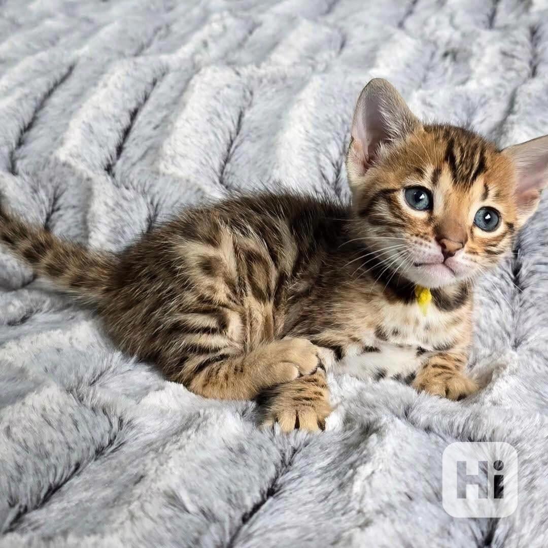 Bengálské kotě k adopci - foto 1