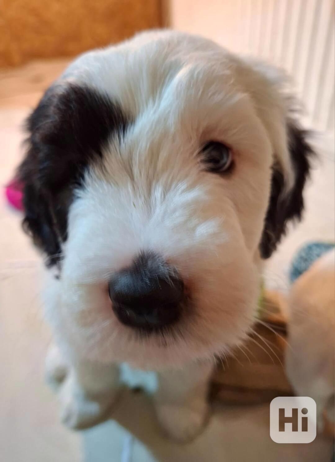 BOBTAIL šteňata - foto 1