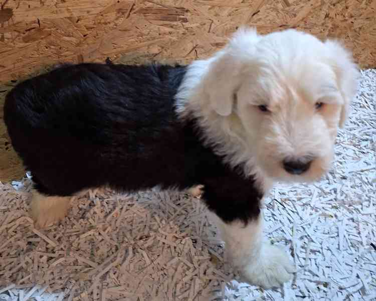 BOBTAIL šteňata - foto 8