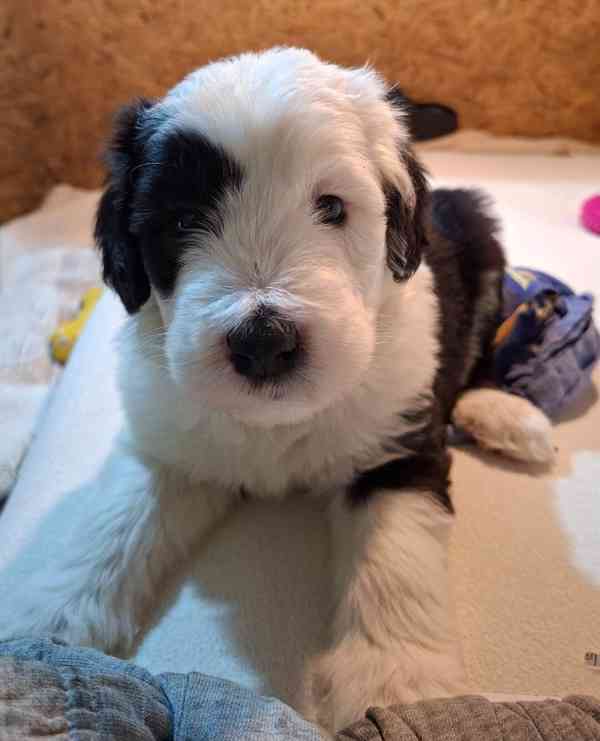 BOBTAIL šteňata - foto 9