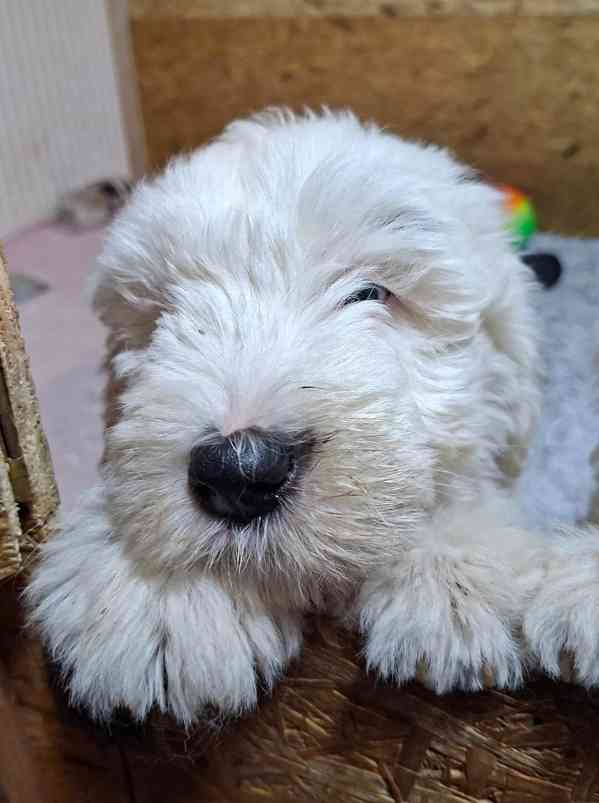 BOBTAIL šteňata - foto 11