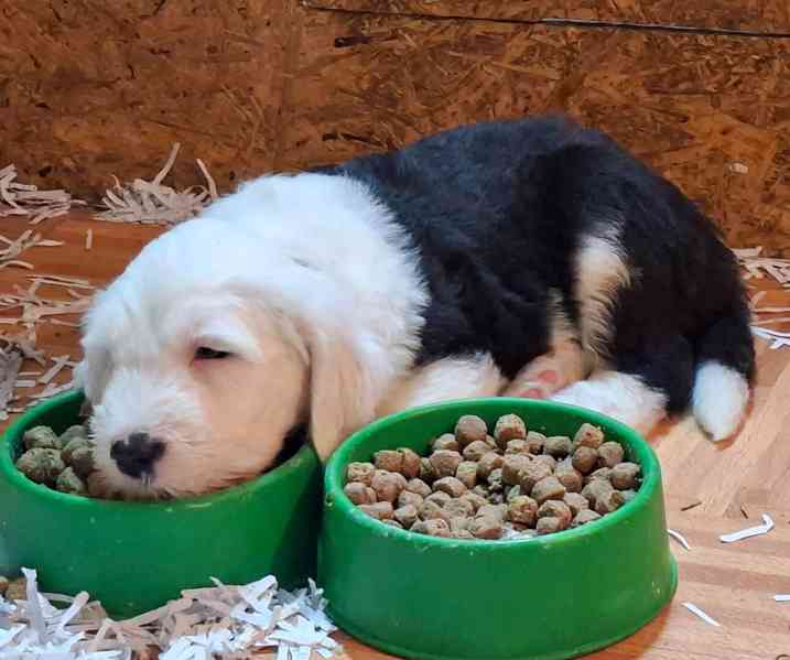 BOBTAIL šteňata - foto 7