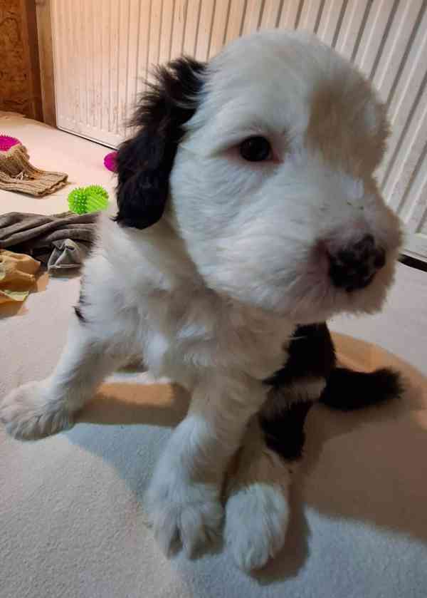 BOBTAIL šteňata - foto 5