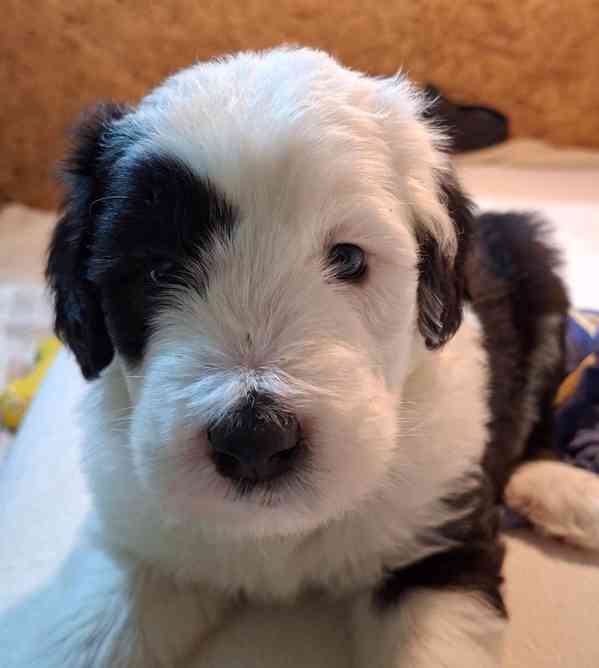 BOBTAIL šteňata - foto 6