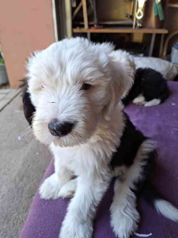 BOBTAIL šteňata - foto 10