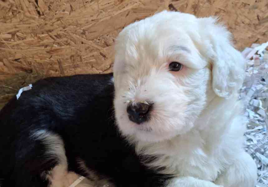 BOBTAIL šteňata - foto 3