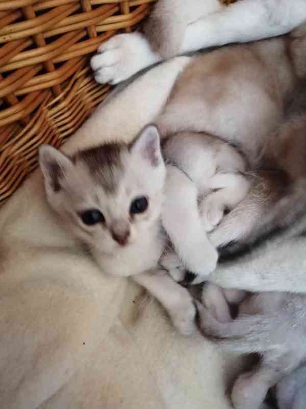 Burmilla koťata - foto 3