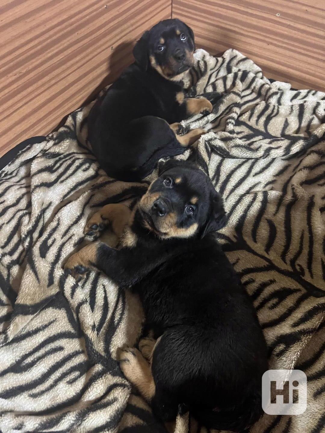 Rotvajleří miminka k odběru ihned – nádherný pes i fenka!  - foto 1