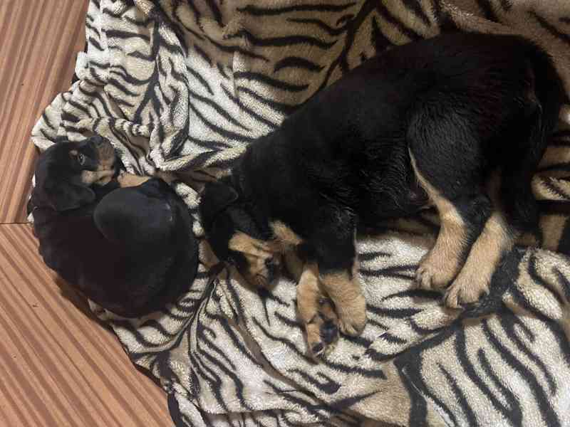 Rotvajleří miminka k odběru ihned – nádherný pes i fenka!  - foto 3